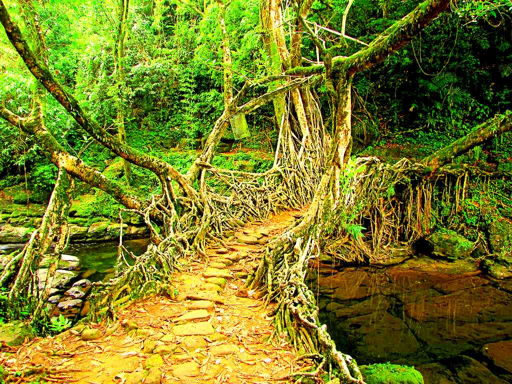 Living Root Bridge (Mawlynnong)